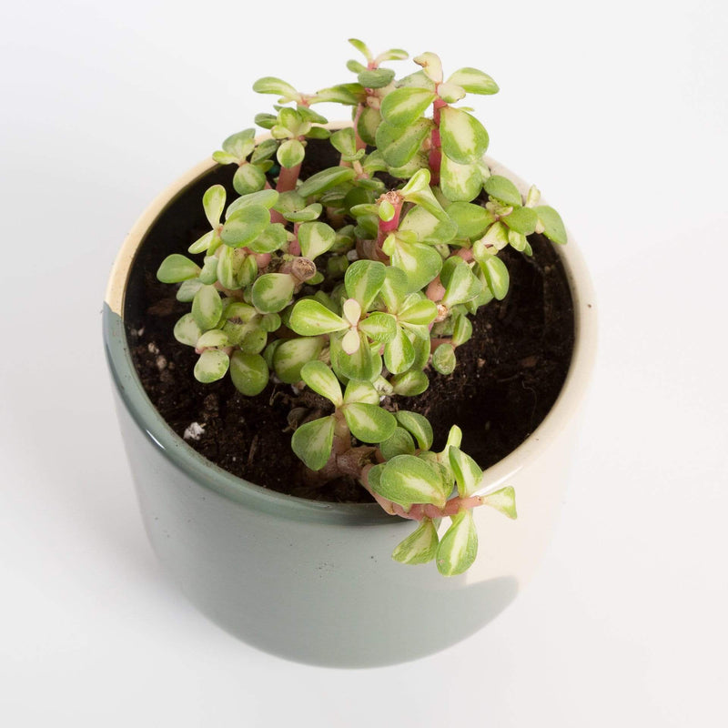 Urban Sprouts Plant 4" in nursery pot Elephant Bush 'Mini Jade -Variegated'