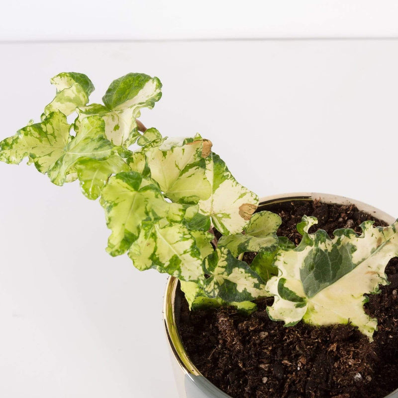Urban Sprouts Plant 4" in nursery pot English Ivy "Calico"