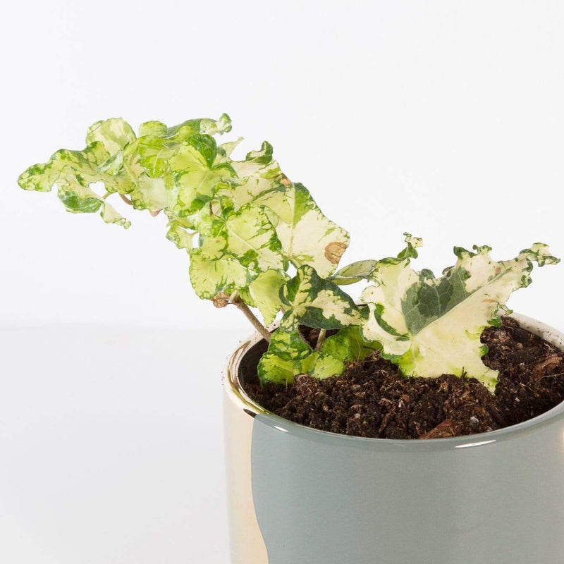 Urban Sprouts Plant 4" in nursery pot English Ivy "Calico"