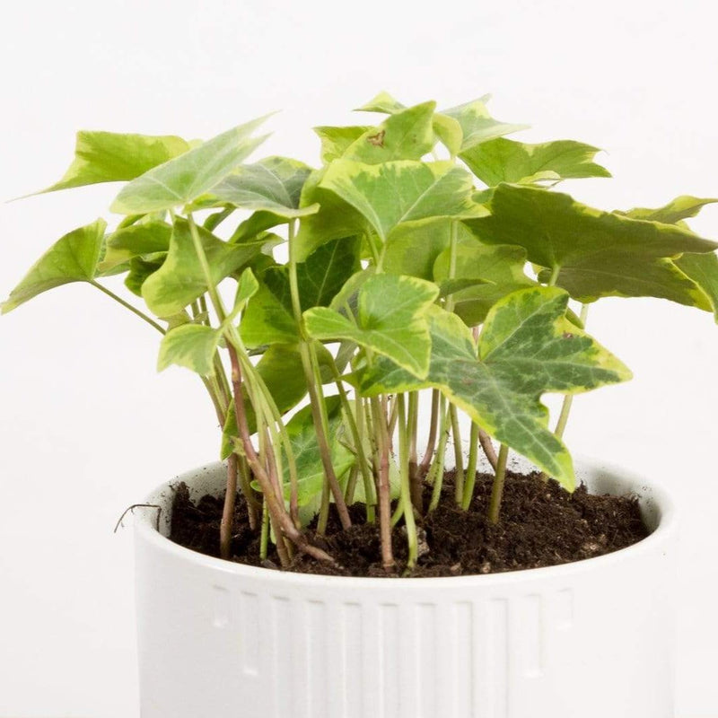 English Ivy 'Goldchild' - Urban Sprouts