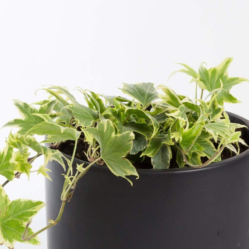 Urban Sprouts Plant 4" in nursery pot English Ivy 'Lauren's Lace'