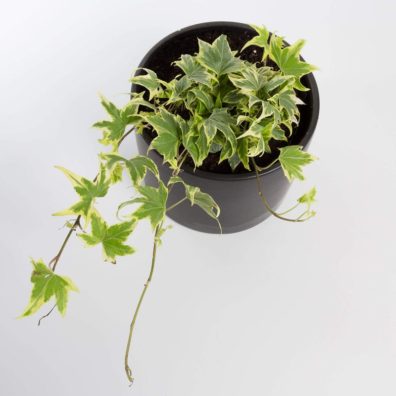 Urban Sprouts Plant 4" in nursery pot English Ivy 'Lauren's Lace'