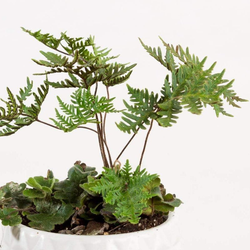 Fern 'Antenna' - Urban Sprouts