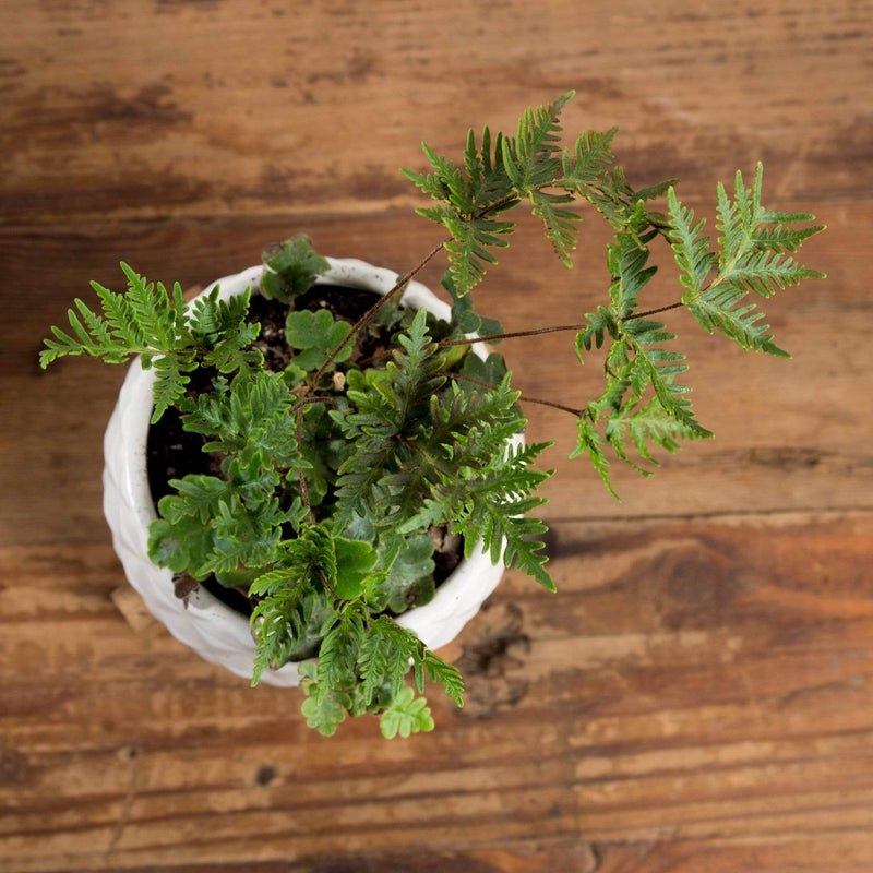 Fern 'Antenna' - Urban Sprouts