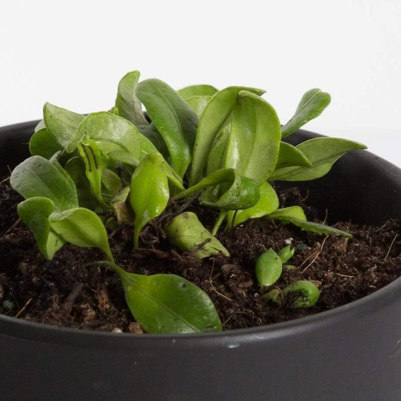 Urban Sprouts Plant 4" in nursery pot Fern 'Bean'
