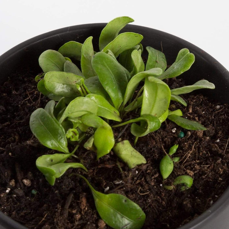 Urban Sprouts Plant 4" in nursery pot Fern 'Bean'