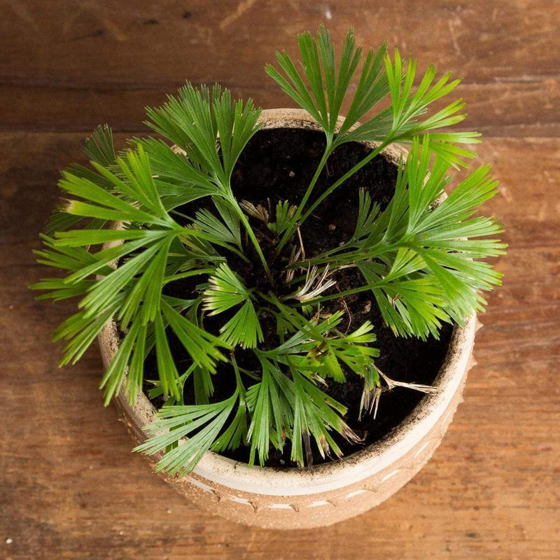 Urban Sprouts Plant 4" in nursery pot Fern 'Eyelash'