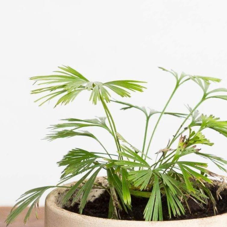 Urban Sprouts Plant 4" in nursery pot Fern 'Eyelash'