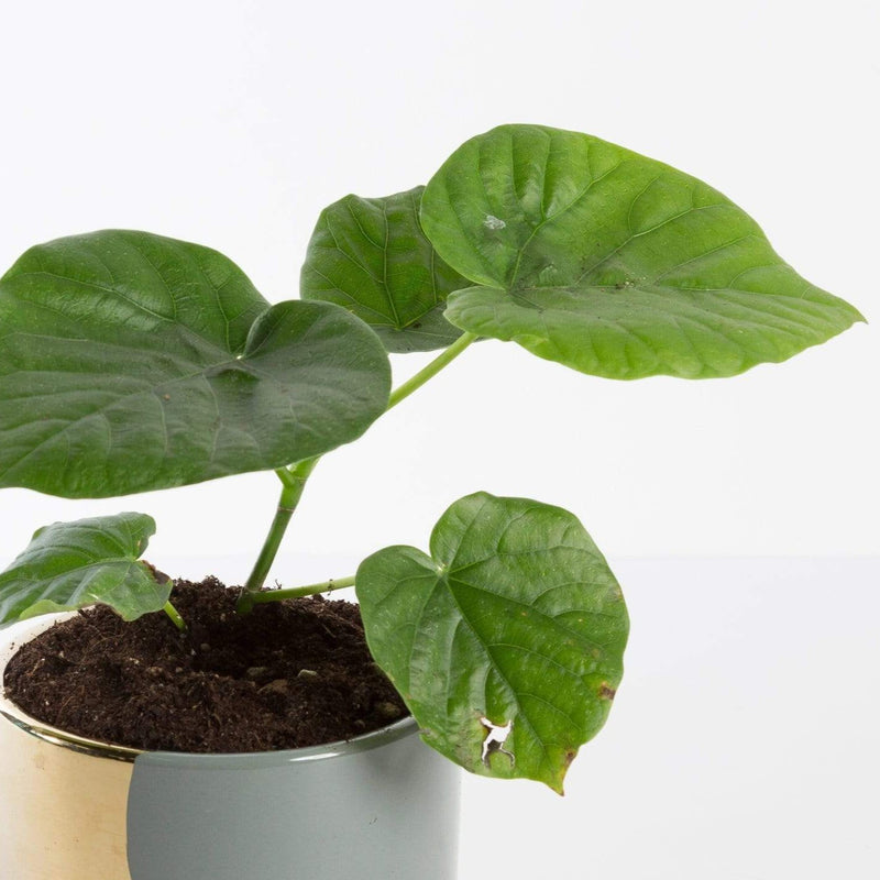 Urban Sprouts Plant 4" in nursery pot Ficus 'Umbellata'