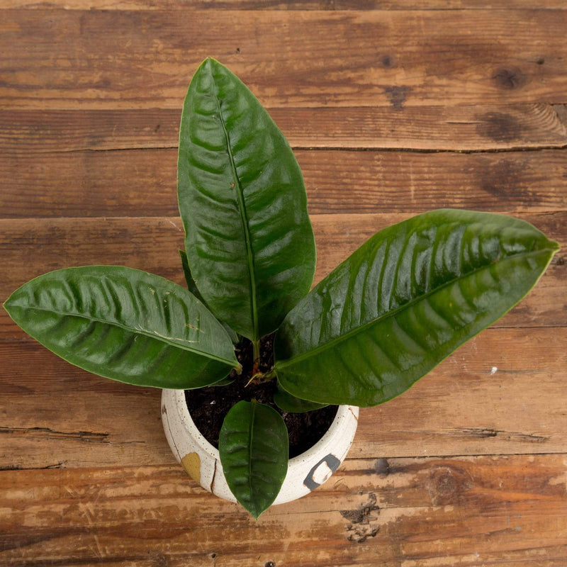 Flamingo Flower 'Superbum' - Urban Sprouts