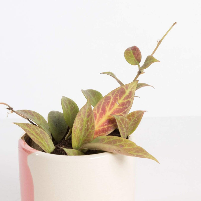 Urban Sprouts Plant 4" in nursery pot Hoya 'Sunrise'