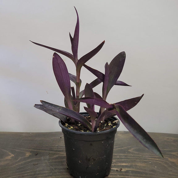 Urban Sprouts Plant 4" in nursery pot Inch Plant 'Purple Heart'