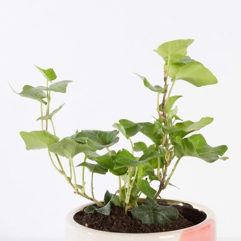 Urban Sprouts Plant 4" in nursery pot Irish Ivy