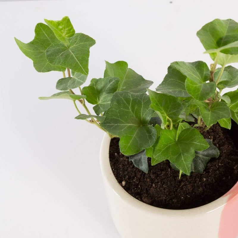 Urban Sprouts Plant 4" in nursery pot Irish Ivy