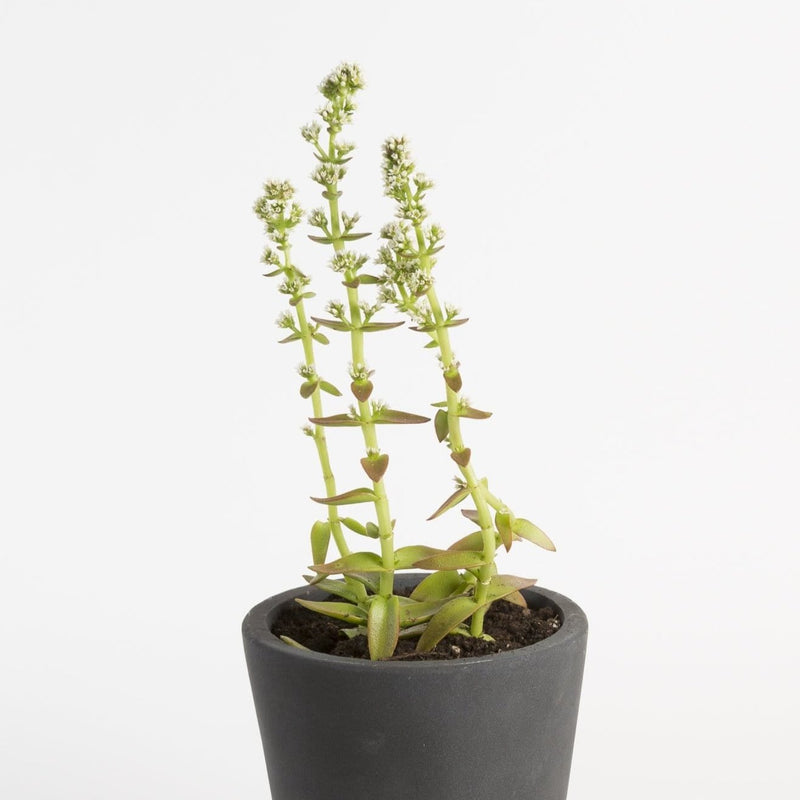 Jade 'Campfire' - Urban Sprouts
