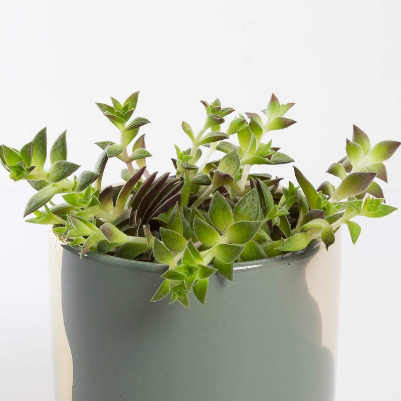 Urban Sprouts Plant 4" in nursery pot Jade 'Green Pagoda'