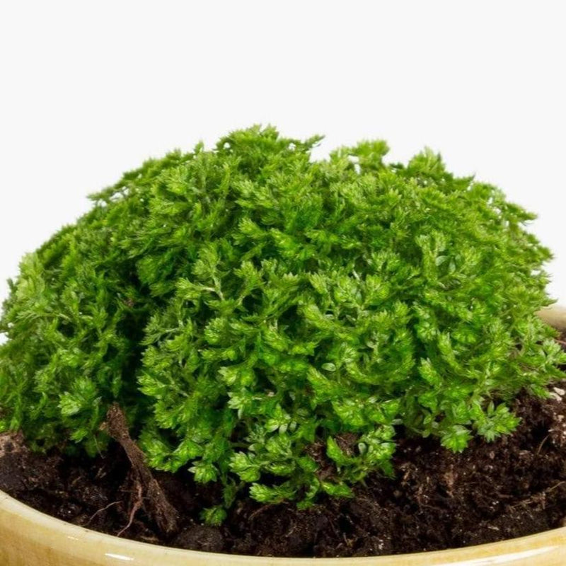 Moss 'Spike' - Urban Sprouts