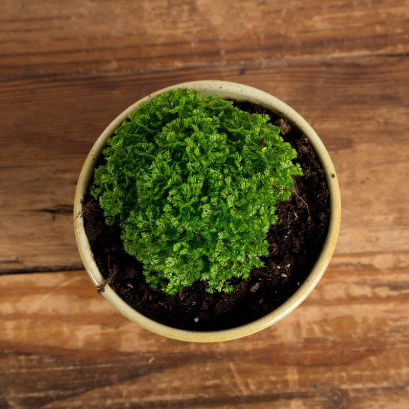 Moss 'Spike' - Urban Sprouts