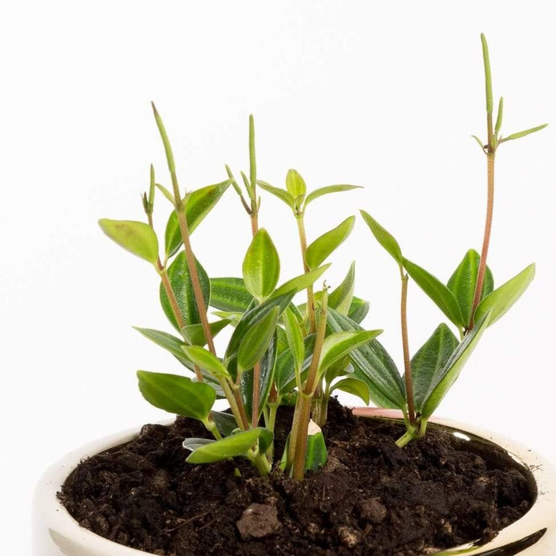 Urban Sprouts Plant 4" in nursery pot Peperomia 'Angulata'