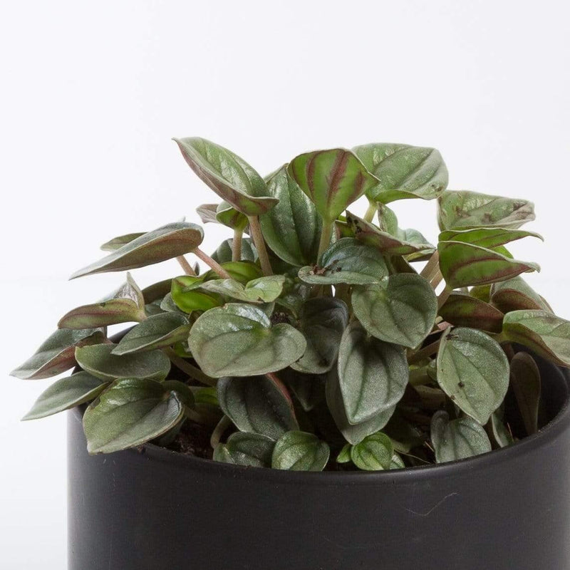 Urban Sprouts Plant 4" in nursery pot Peperomia 'Napoli Nights'