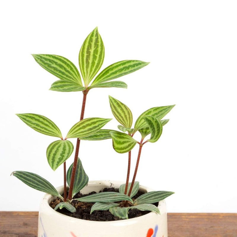 Peperomia 'Parallel' - Urban Sprouts