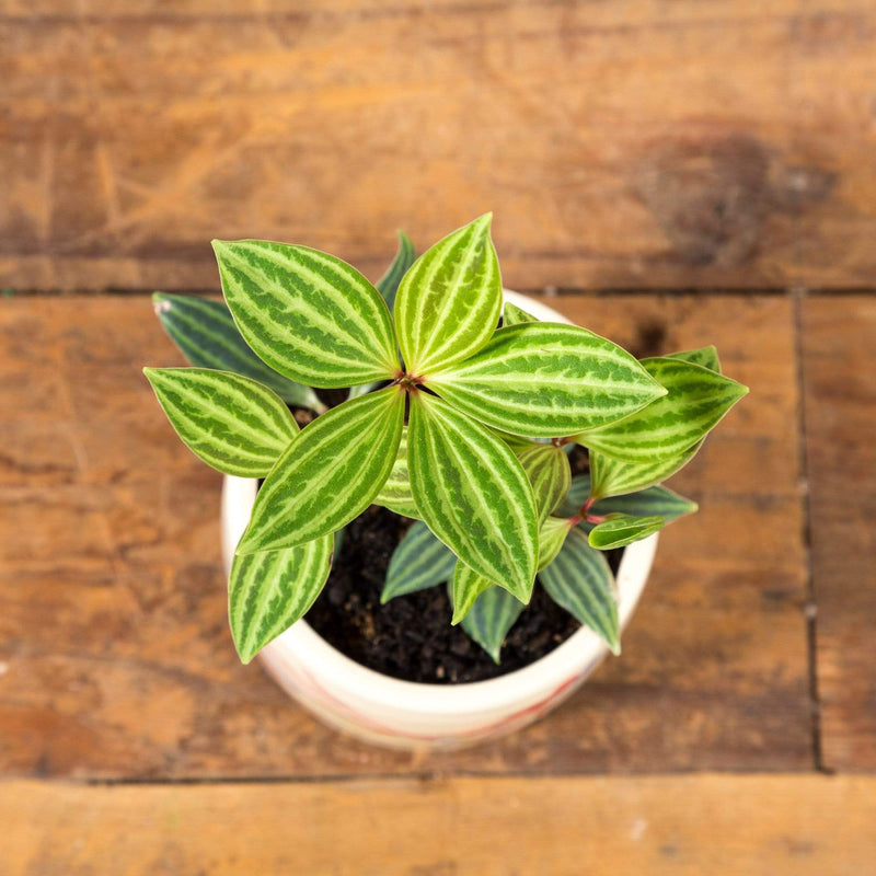 Peperomia 'Parallel' - Urban Sprouts