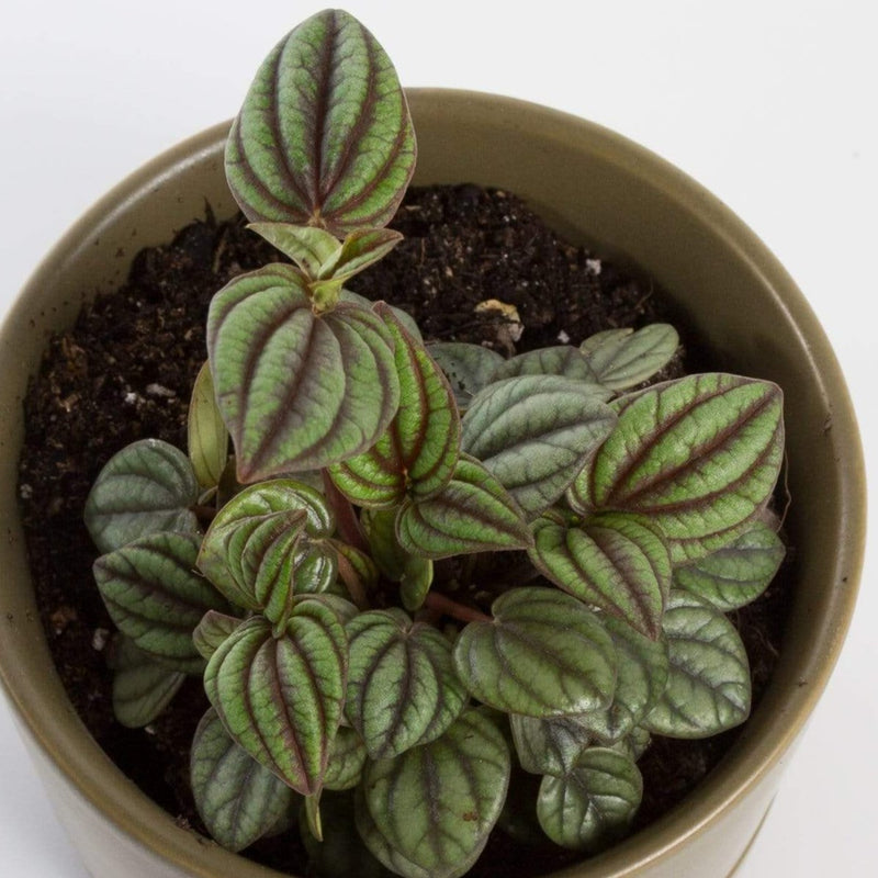 Urban Sprouts Plant 4" in nursery pot Peperomia 'Peacock'
