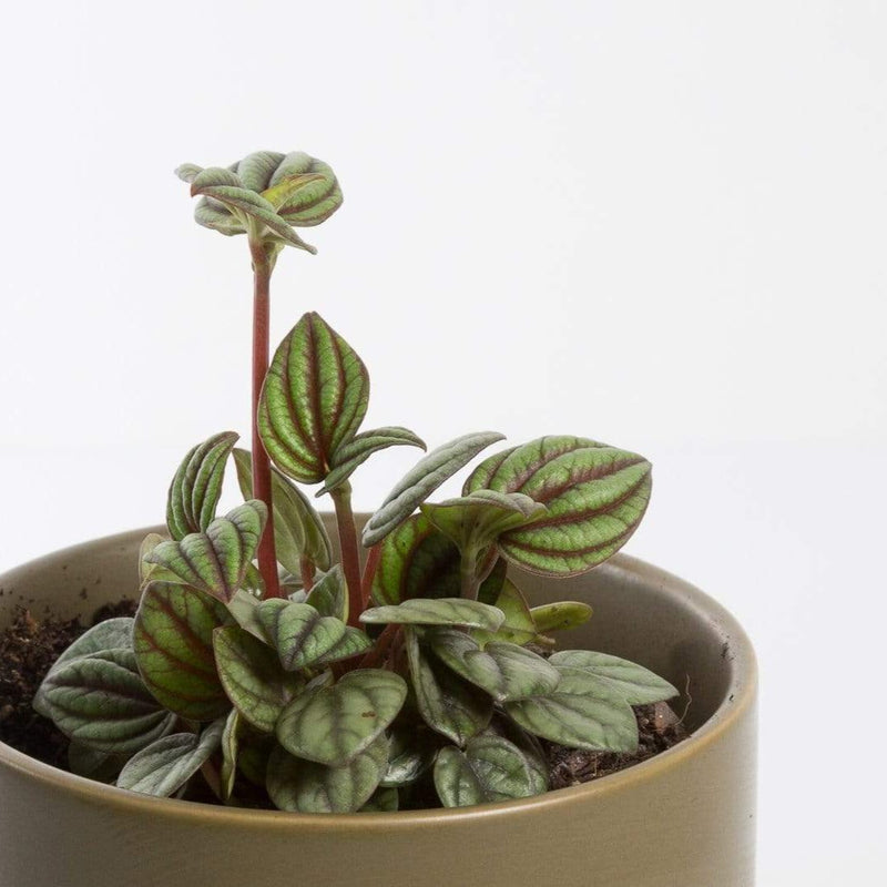Urban Sprouts Plant 4" in nursery pot Peperomia 'Peacock'