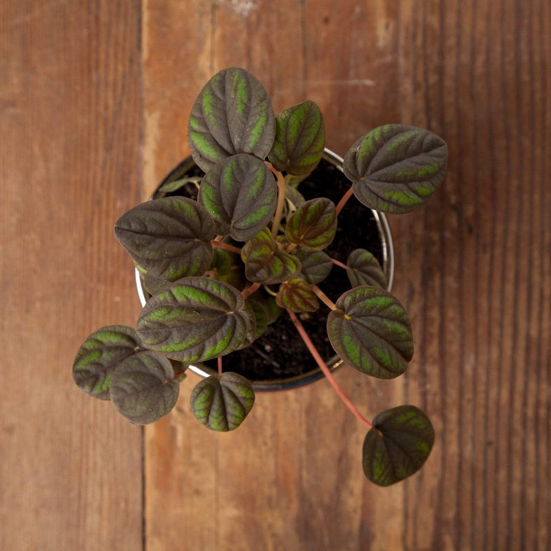 Urban Sprouts Plant 4" in nursery pot Peperomia 'Peppermill'