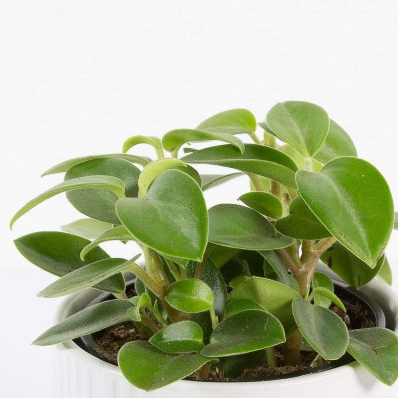 Urban Sprouts Plant 4" in nursery pot Peperomia 'Pixie'
