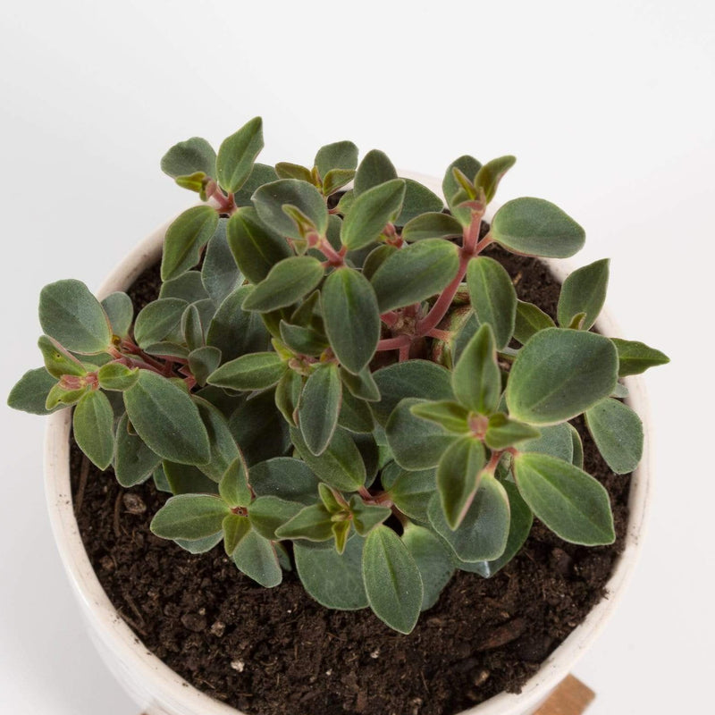 Urban Sprouts Plant 4" in nursery pot Peperomia 'Rubella'