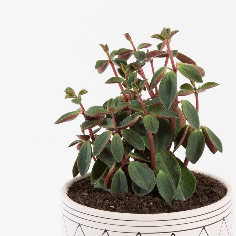 Urban Sprouts Plant 4" in nursery pot Peperomia 'Rubella'