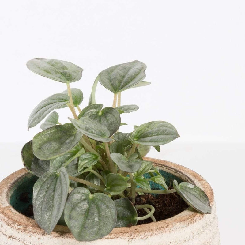 Urban Sprouts Plant 4" in nursery pot Peperomia 'Smokescreen'
