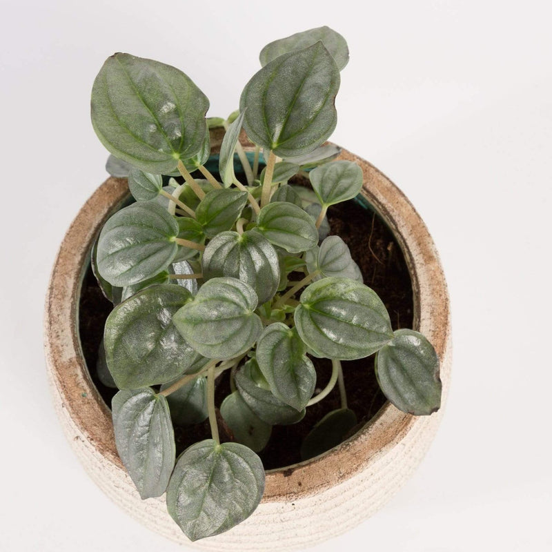 Urban Sprouts Plant 4" in nursery pot Peperomia 'Smokescreen'