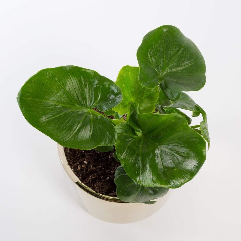 Urban Sprouts Plant 4" in nursery pot Philodendron 'Super Atom'