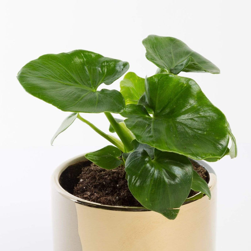 Urban Sprouts Plant 4" in nursery pot Philodendron 'Super Atom'