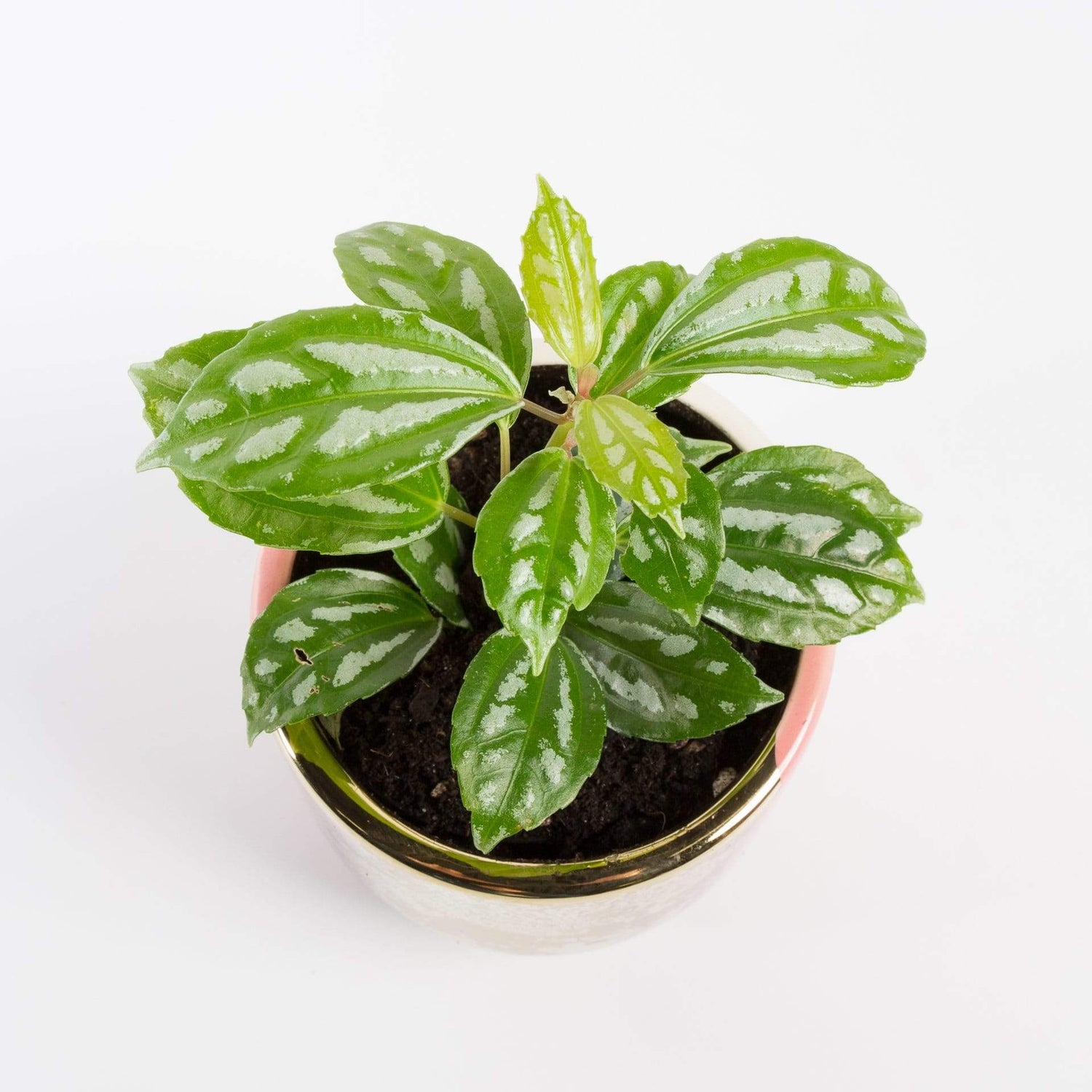 Urban Sprouts Plant 4" in nursery pot Pilea 'Aluminum Plant'