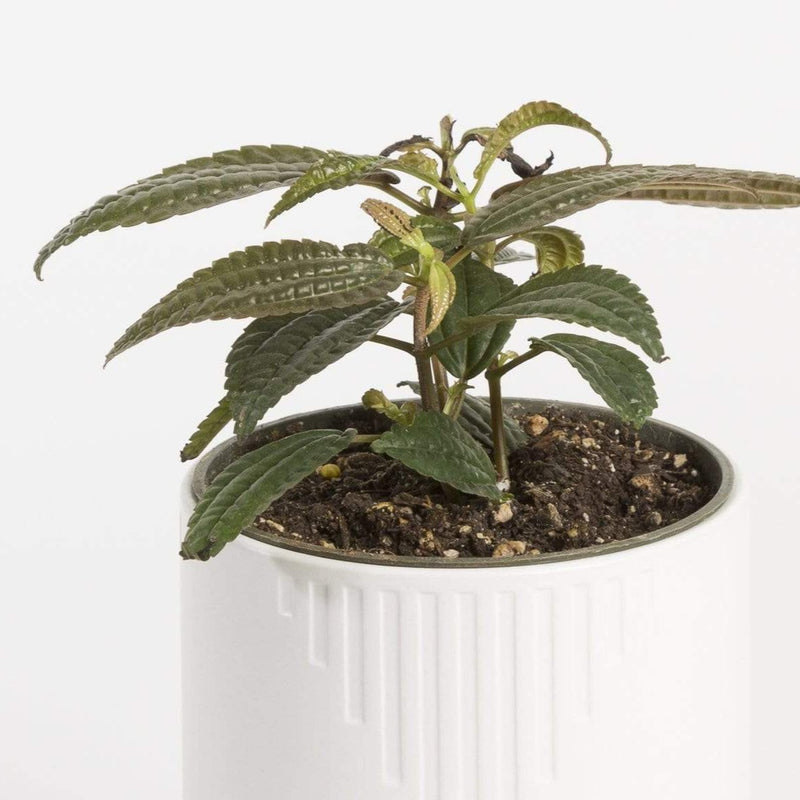 Urban Sprouts Plant 4" in nursery pot Pilea 'Grandifolia'