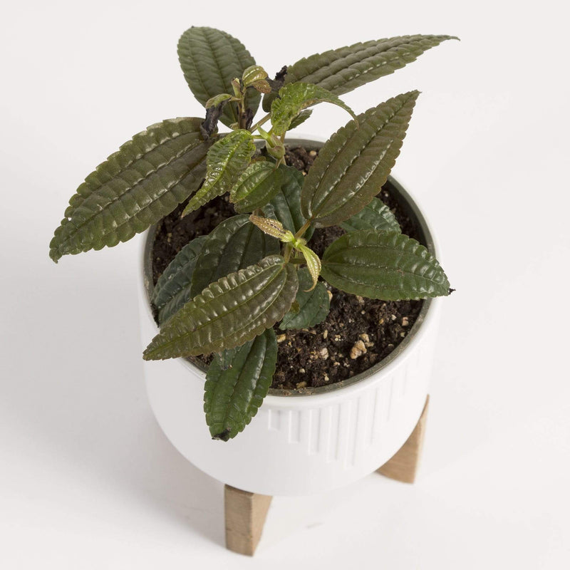 Urban Sprouts Plant 4" in nursery pot Pilea 'Grandifolia'
