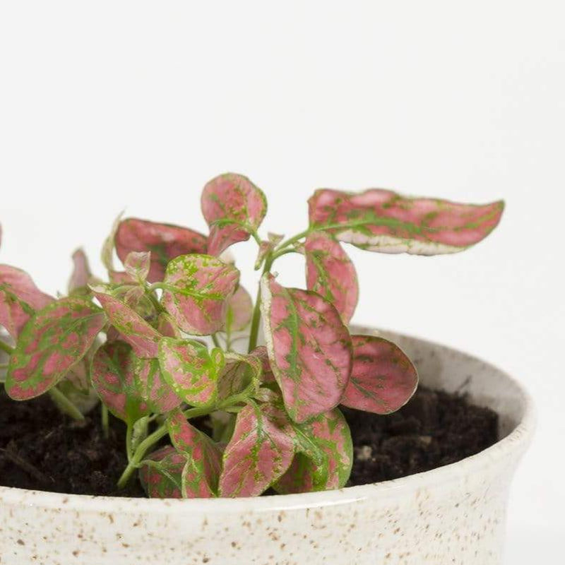 Urban Sprouts Plant 4" in nursery pot Polka Dot Plant 'Camina'