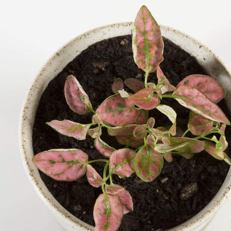 Urban Sprouts Plant 4" in nursery pot Polka Dot Plant 'Camina'