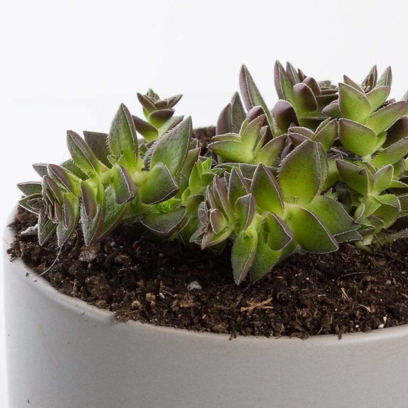 Urban Sprouts Plant 4" in nursery pot Succulent 'Red Pagoda'