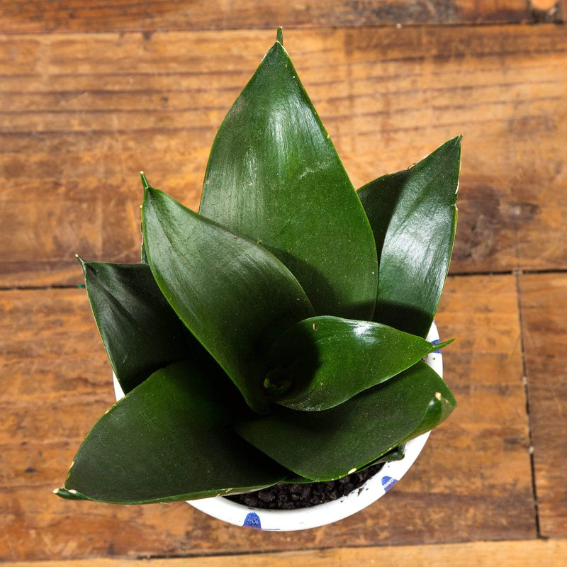 Snake Plant 'Black Dragon' - Urban Sprouts