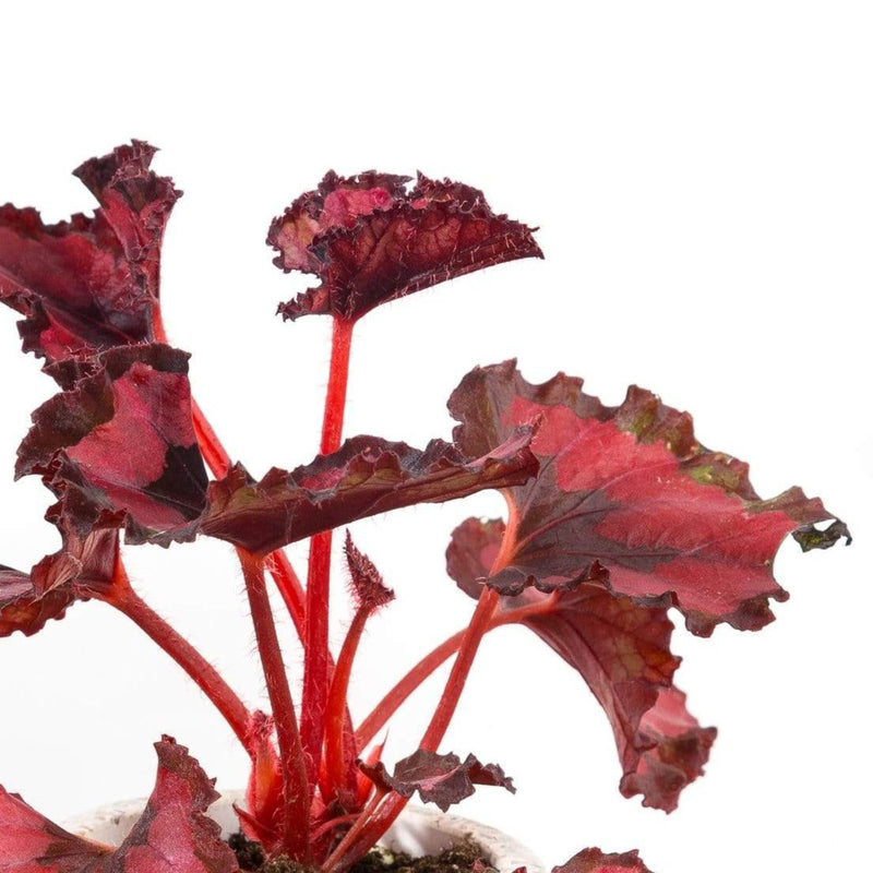 Begonia 'Venetian Red' - Urban Sprouts