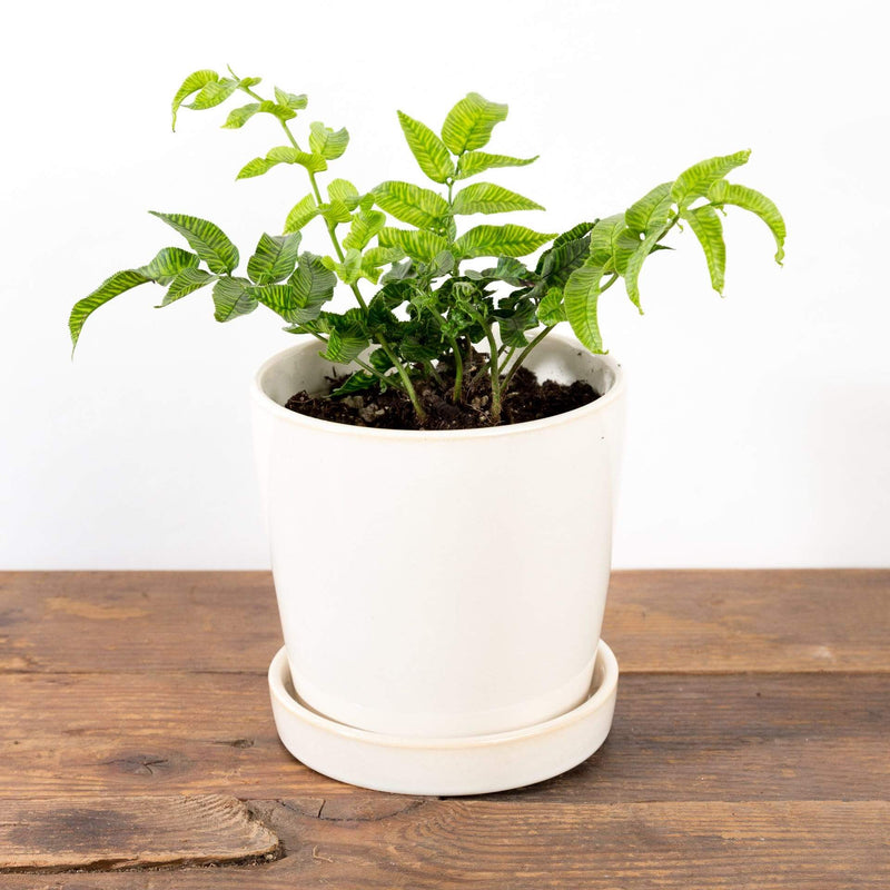 Fern 'Golden Zebra' - Urban Sprouts