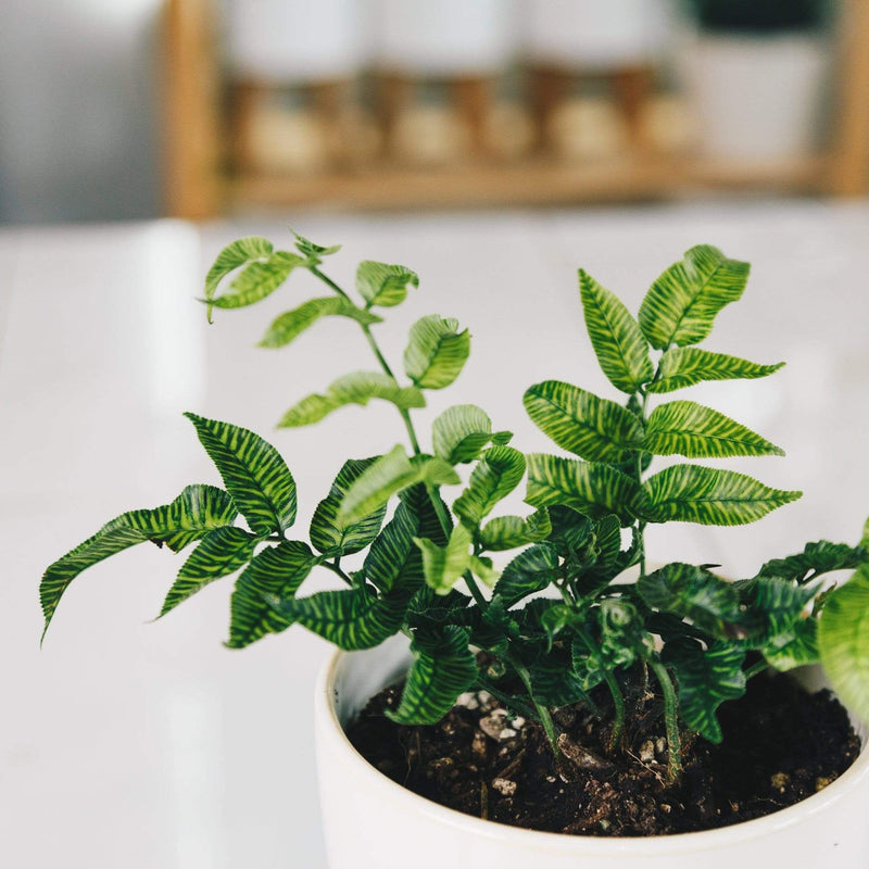 Fern 'Golden Zebra' - Urban Sprouts