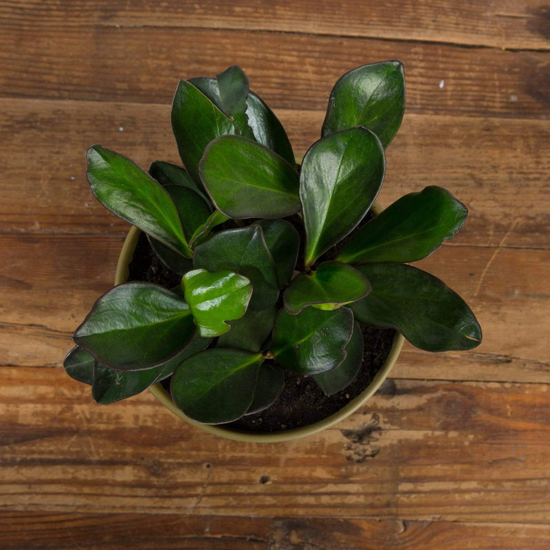 American Baby Rubber Plant 'Red Margin' - Urban Sprouts