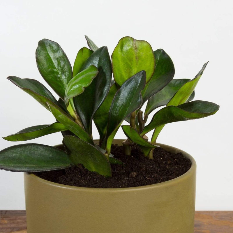 American Baby Rubber Plant 'Red Margin' - Urban Sprouts