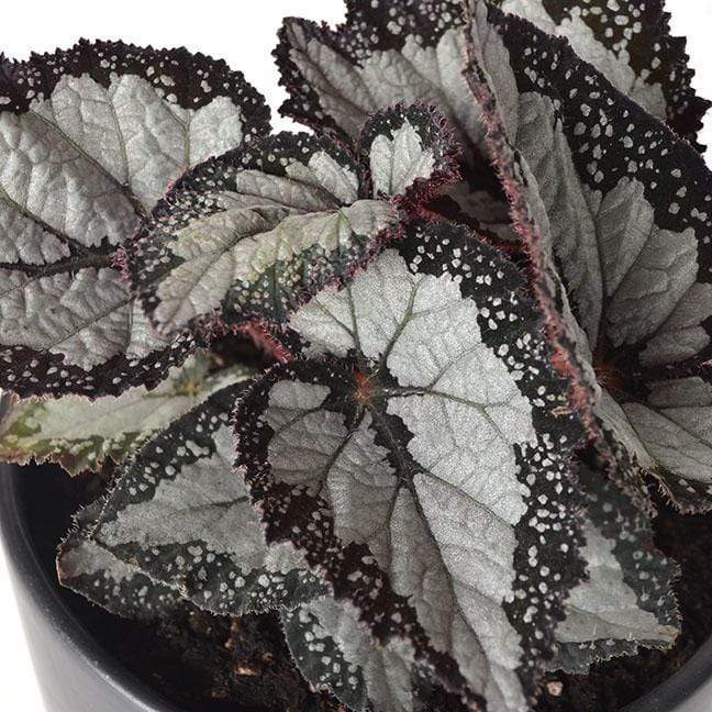 Urban Sprouts Plant 6" in nursery pot Begonia 'Festival Sterling'