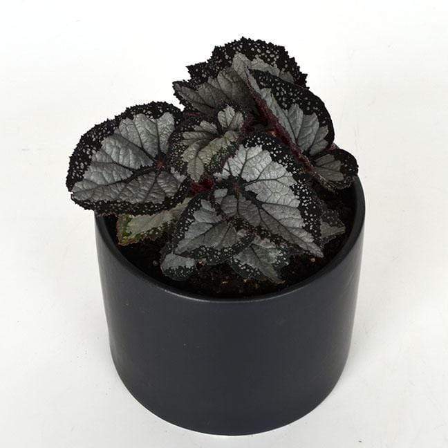 Urban Sprouts Plant 6" in nursery pot Begonia 'Festival Sterling'